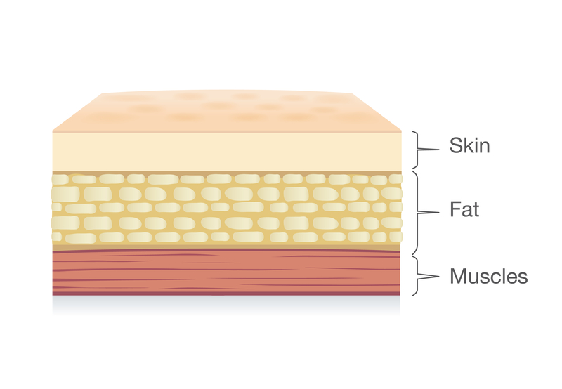 graph showing layers of skin, fat, and muscles