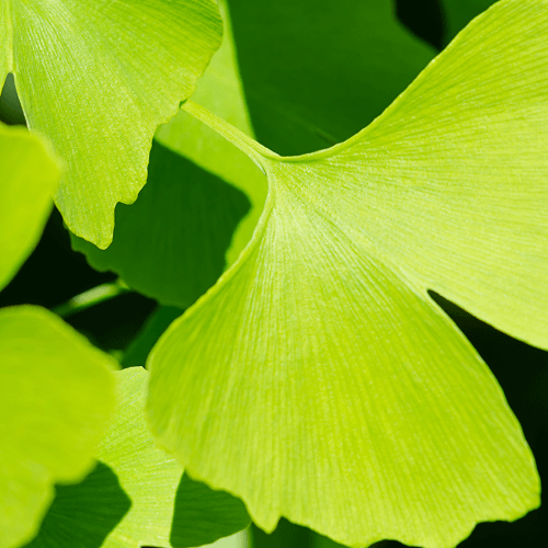 Gingko leaf