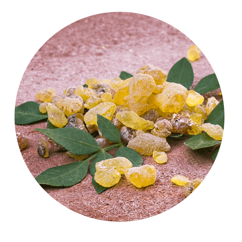 Boswellia