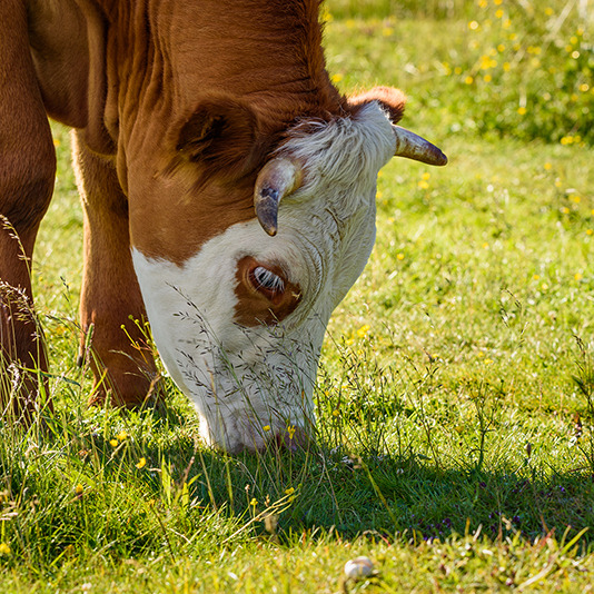 grazing cow