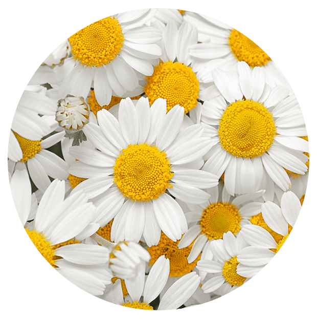 Chamomile