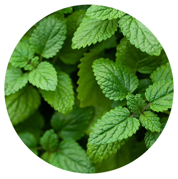 Lemon Balm