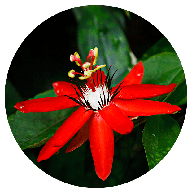 passion flower